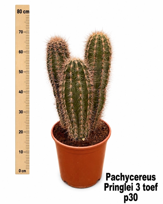 <h4>PACHYCEREUS PRINGLEI</h4>