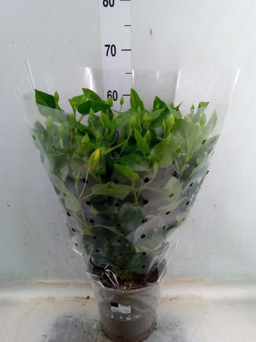 <h4>Hibiscus rosa-sin.   ...mix</h4>