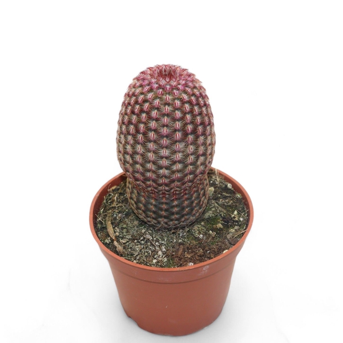 Echinocereus Pectinatus Rubrispinus