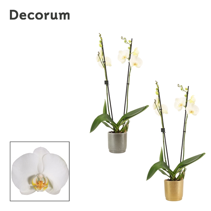 <h4>Phalaenopsis 2 tak 16+ wit in Gabriël (Deco-collection)</h4>