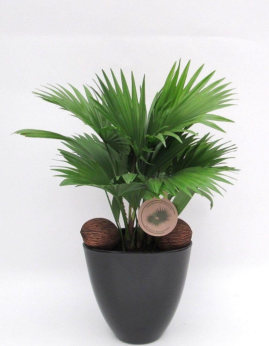 <h4>Livistona rotundifolia in avani pot</h4>