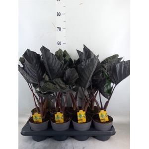 Alocasia   ...