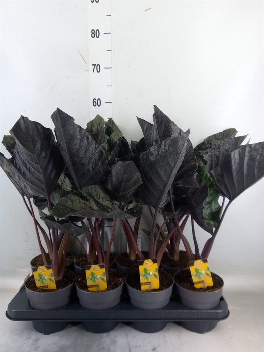 <h4>Alocasia   ...</h4>