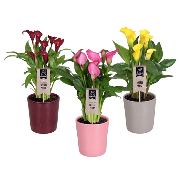 <h4>Zantedeschia gemengd Calla mix in Tico keramiek</h4>