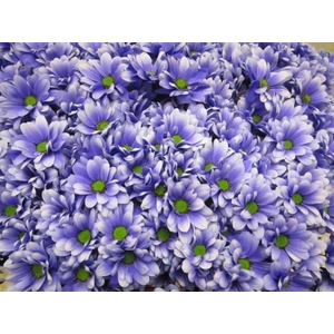 Chr T Bacardi Pastel Lilac