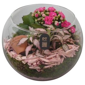 2615 ROZE BOLGLAASJE