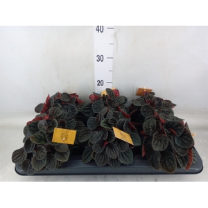 Peperomia