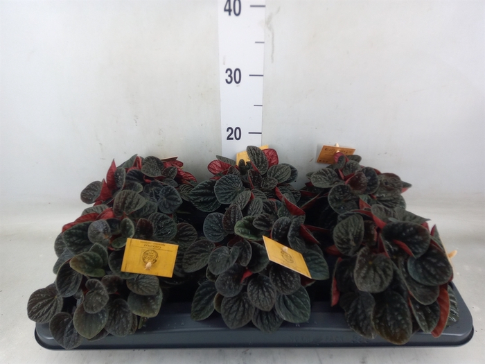 <h4>Peperomia</h4>