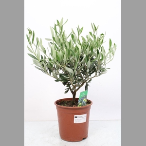 OLEA EUROPAEA