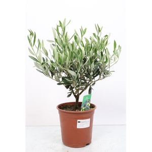 OLEA EUROPAEA