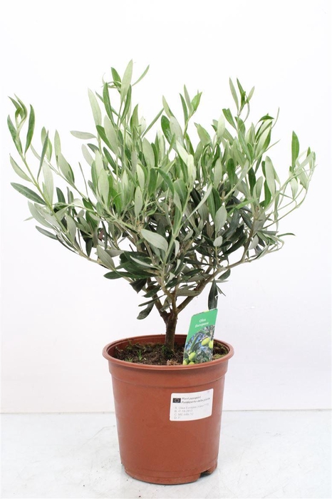 <h4>OLEA EUROPAEA</h4>