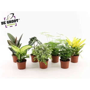 Kamerplanten gemengd