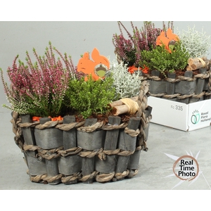 Arr Tuinplanten