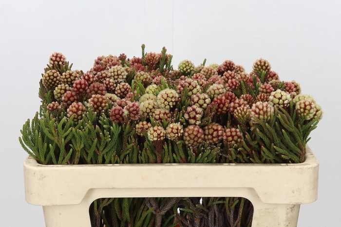 <h4>Kaaps Groen Brunia Fragarioides (Clusterstar)</h4>