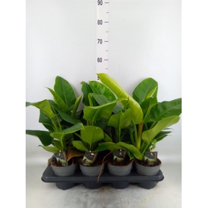 Philodendron  'Imperial Green'