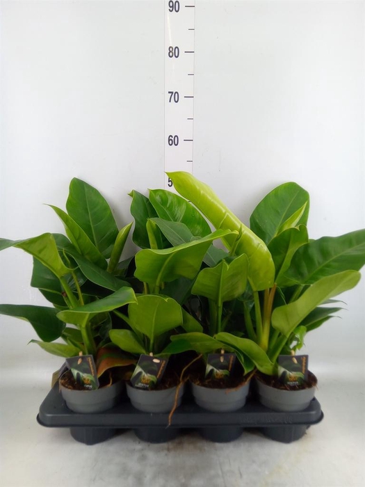 <h4>Philodendron  'Imperial Green'</h4>
