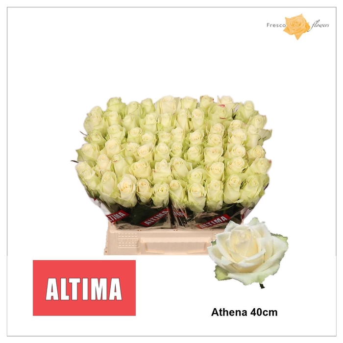 <h4>R GR ATHENA</h4>