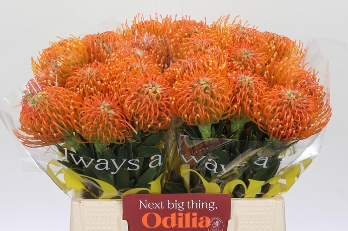 <h4>Nutans Ayoba Peach</h4>