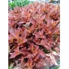 KRANZ 21 RINDE-MOOS 30CM