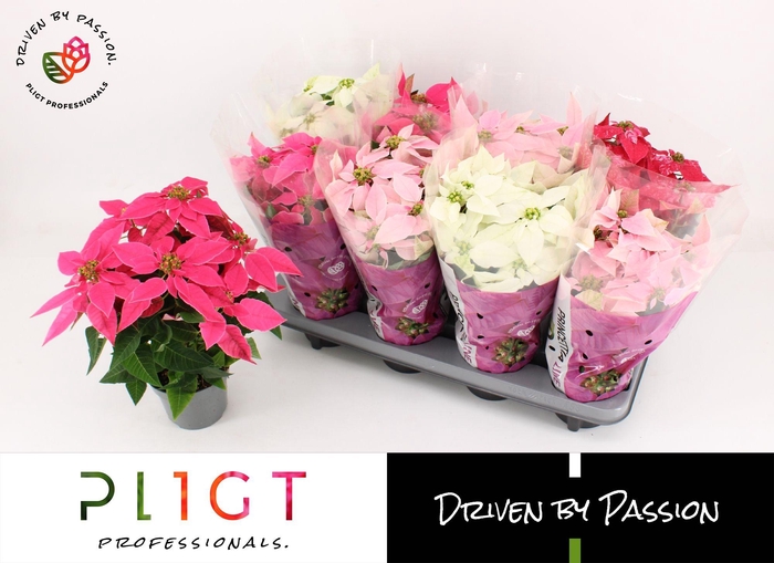 <h4>Princettia Mix P12 Princettia Line</h4>