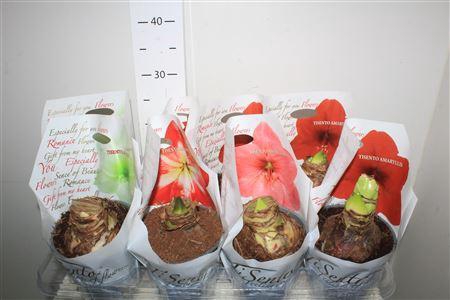 <h4>Hipp Gem 2 Branches</h4>