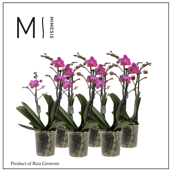 <h4>Phalaenopsis Multi Dark Pink 2 spike - 12cm | Mimesis</h4>