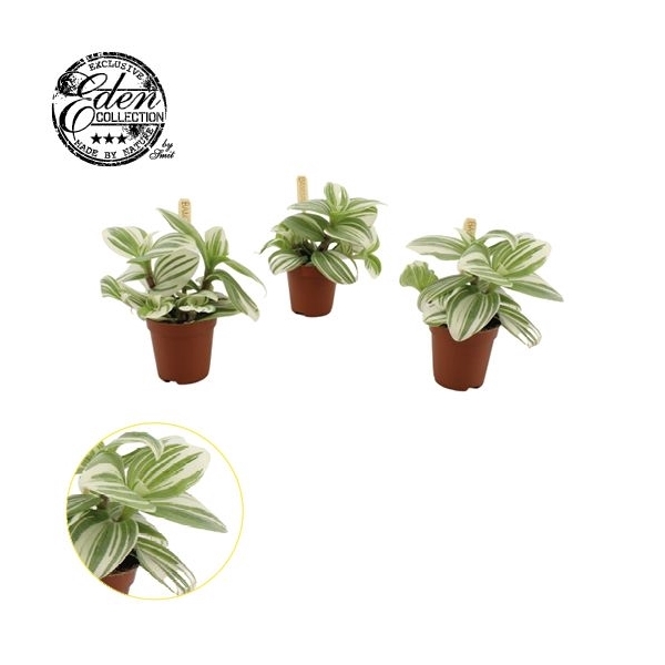 <h4>Tradescantia Brightness 5,5cm</h4>