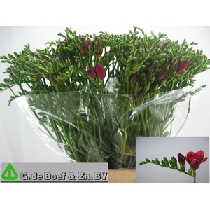Freesia du Expression