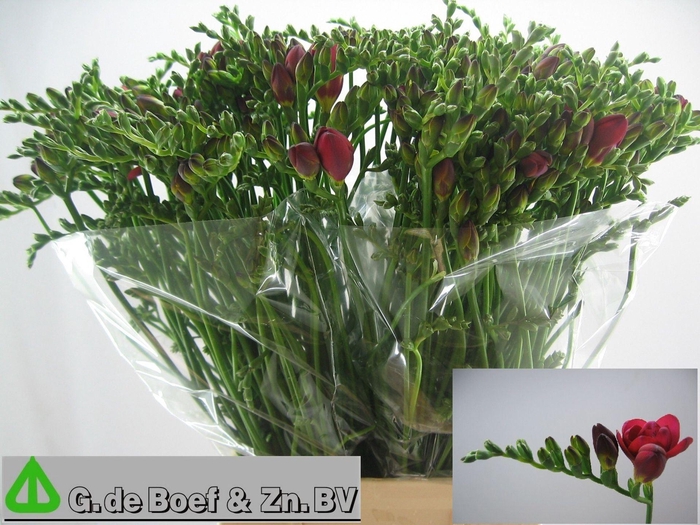 <h4>Freesia du Expression</h4>