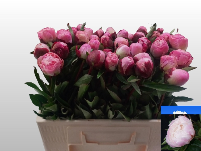 <h4>PAEO L GARDENIA</h4>