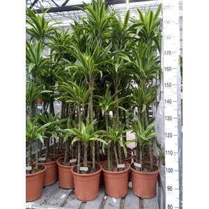 Dracaena fr de 'LemonLime'