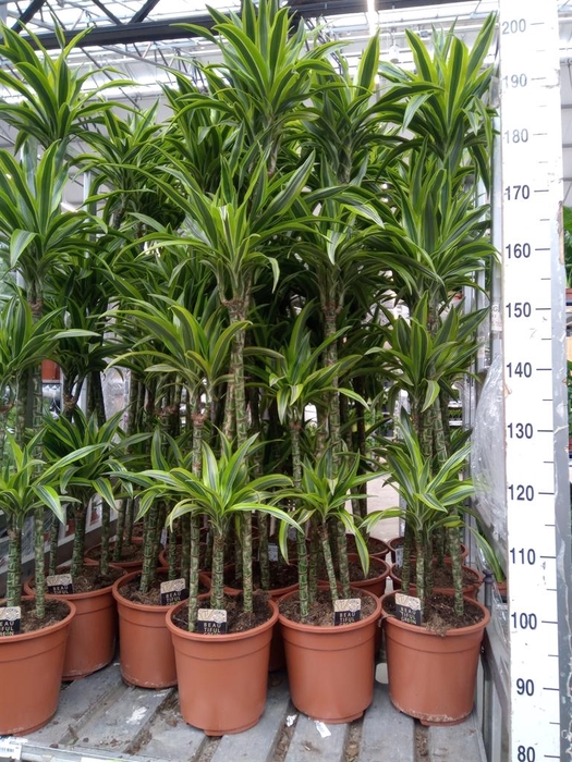 <h4>Dracaena fr de 'LemonLime'</h4>