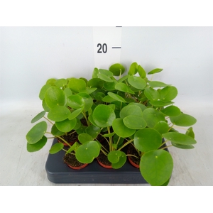 Pilea peperomoides