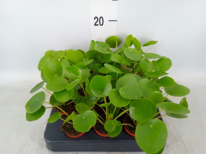 <h4>Pilea peperomoides</h4>