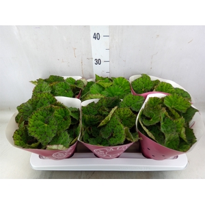 Begonia BD 'Lime Fever'