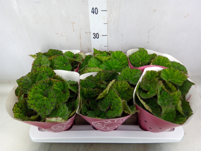 <h4>Begonia BD 'Lime Fever'</h4>