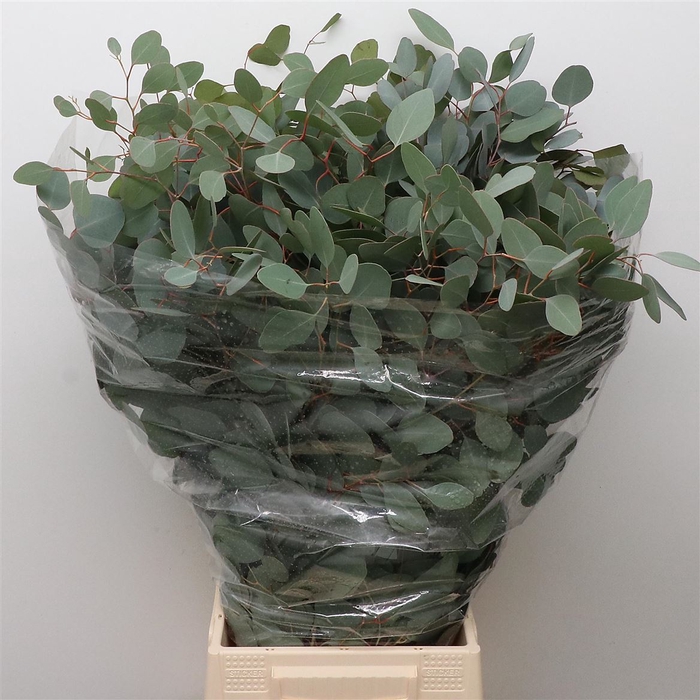 <h4>Euca Populus Long 300gr Super</h4>