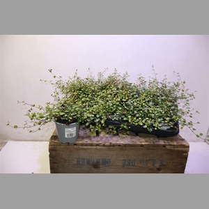 Muehlenbeck Co Maori