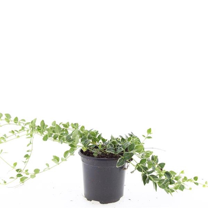 <h4>Vinca minor</h4>
