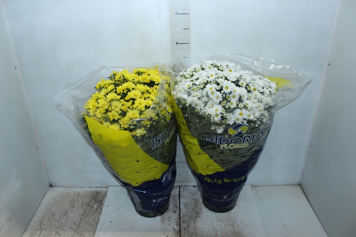 <h4>CRISANTEMO BOLA BELGA P20</h4>