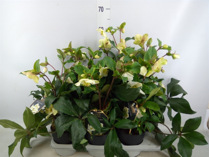 <h4>Helleborus  'Ice N Roses White'</h4>