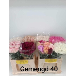 Di St Gem