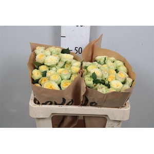 R Tr Yoga Trendsetter