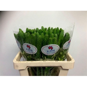 ORNIT THY WHITE STAR