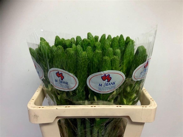 <h4>ORNIT THY WHITE STAR</h4>