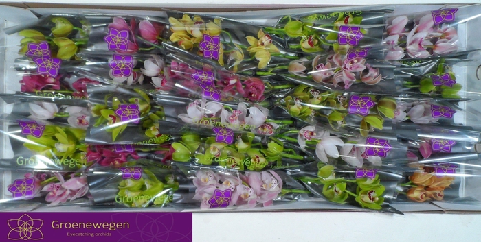 <h4>CYMB MI GEM</h4>