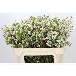 Chamelaucium Janelle