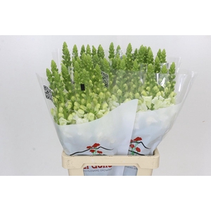 Antirrhinum Potomac Early White