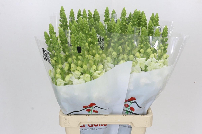 <h4>Antirrhinum Potomac Early White</h4>