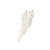 Dried Bleached Eucalyptus Populus